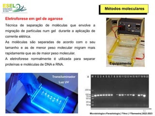 Métodos moleculares
Eletroforese em gel de agarose
Técnica de separação de moléculas que envolve a
migração de partículas num gel durante a aplicação de
corrente elétrica.
As moléculas são separadas de acordo com o seu
tamanho e as de menor peso molecular migram mais
rapidamente que as de maior peso molecular.
A eletroforese normalmente é utilizada para separar
proteínas e moléculas de DNA e RNA. Equipamento
Transiluminador
Luz UV
61
Microbiologia e Parasitologia | 1ºAno | 1ºSemestre| 2022-2023
 