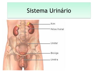 Sistema UrinárioSistema Urinário
 