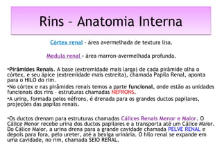 Rins – Anatomia InternaRins – Anatomia Interna
Córtex renal - área avermelhada de textura lisa.
Medula renal – área marron-avermelhada profunda.
•Pirâmides Renais. A base (extremidade mais larga) de cada pirâmide olha o
córtex, e seu ápice (extremidade mais estreita), chamada Papila Renal, aponta
para o HILO do rim.
•No córtex e nas pirâmides renais temos a parte funcional, onde estão as unidades
funcionais dos rins – estruturas chamadas NÉFRONS.
•A urina, formada pelos néfrons, é drenada para os grandes ductos papilares,
projeções das papilas renais.
•Os ductos drenam para estruturas chamadas Cálices Renais Menor e Maior. O
Cálice Menor recebe urina dos ductos papilares e a transporta até um Cálice Maior.
Do Cálice Maior, a urina drena para a grande cavidade chamada PELVE RENAL e
depois para fora, pelo ureter, até a bexiga urinária. O hilo renal se expande em
uma cavidade, no rim, chamada SEIO RENAL.
 