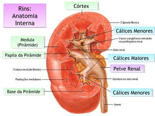 Rins:
Anatomia
Interna
Rins:
Anatomia
Interna
Cálices MaioresCálices Maiores
Cálices MenoresCálices Menores
Cálices MenoresCálices Menores
CórtexCórtex
Medula
(Pirâmide)
Medula
(Pirâmide)
Papila da PirâmidePapila da Pirâmide
Base da PirâmideBase da Pirâmide
Pelve RenalPelve Renal
 