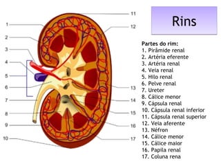 RinsRins
Partes do rim:
1. Pirâmide renal
2. Artéria eferente
3. Artéria renal
4. Veia renal
5. Hilo renal
6. Pelve renal
7. Ureter
8. Cálice menor
9. Cápsula renal
10. Cápsula renal inferior
11. Cápsula renal superior
12. Veia aferente
13. Néfron
14. Cálice menor
15. Cálice maior
16. Papila renal
17. Coluna rena
 