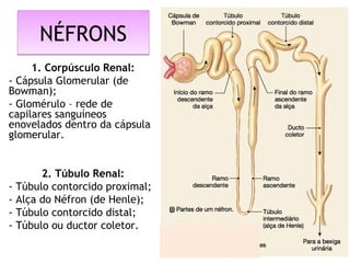 NÉFRONSNÉFRONS
1. Corpúsculo Renal:
- Cápsula Glomerular (de
Bowman);
- Glomérulo – rede de
capilares sanguíneos
enovelados dentro da cápsula
glomerular.
 
2. Túbulo Renal:
- Túbulo contorcido proximal;
- Alça do Néfron (de Henle);
- Túbulo contorcido distal;
- Túbulo ou ductor coletor.
 