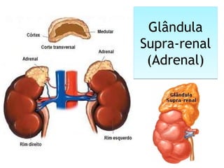 Glândula
Supra-renal
(Adrenal)
Glândula
Supra-renal
(Adrenal)
 
