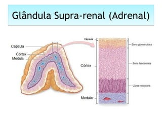 Glândula Supra-renal (Adrenal)Glândula Supra-renal (Adrenal)
 