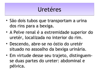 UretéresUretéres
• São dois tubos que transportam a urina
dos rins para a bexiga.
• A Pelve renal é a extremidade superior do
uretér, localizada no interior do rim.
• Descendo, abre-se no óstio do uretér
situado no assoalho da bexiga urinária.
• Em virtude desse seu trajeto, distinguem-
se duas partes do ureter: abdominal e
pélvica.
 