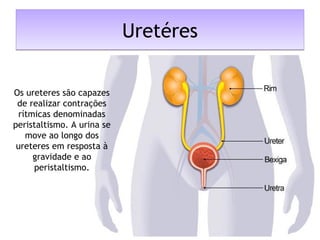 UretéresUretéres
Os ureteres são capazes
de realizar contrações
rítmicas denominadas
peristaltismo. A urina se
move ao longo dos
ureteres em resposta à
gravidade e ao
peristaltismo.
 