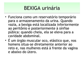 BEXIGA urináriaBEXIGA urinária
• Funciona como um reservatório temporário
para o armazenamento da urina. Quando
vazia, a bexiga está localizada inferiormente
ao peritônio e posteriormente à sínfise
púbica: quando cheia, ela se eleva para a
cavidade abdominal.
• É um órgão muscular oco, elástico que, nos
homens situa-se diretamente anterior ao
reto e, nas mulheres está à frente da vagina
e abaixo do útero.
 