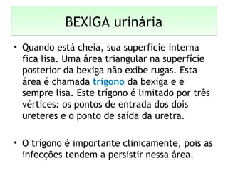 BEXIGA urináriaBEXIGA urinária
• Quando está cheia, sua superfície interna
fica lisa. Uma área triangular na superfície
posterior da bexiga não exibe rugas. Esta
área é chamada trígono da bexiga e é
sempre lisa. Este trígono é limitado por três
vértices: os pontos de entrada dos dois
ureteres e o ponto de saída da uretra.
• O trígono é importante clinicamente, pois as
infecções tendem a persistir nessa área.
 