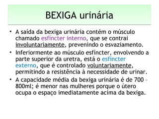 BEXIGA urináriaBEXIGA urinária
• A saída da bexiga urinária contém o músculo
chamado esfíncter interno, que se contrai
involuntariamente, prevenindo o esvaziamento.
• Inferiormente ao músculo esfíncter, envolvendo a
parte superior da uretra, está o esfíncter
externo, que é controlado voluntariamente,
permitindo a resistência à necessidade de urinar.
• A capacidade média da bexiga urinária é de 700 –
800ml; é menor nas mulheres porque o útero
ocupa o espaço imediatamente acima da bexiga.
 