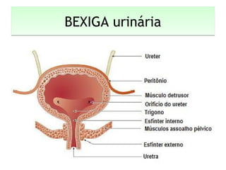 BEXIGA urináriaBEXIGA urinária
 