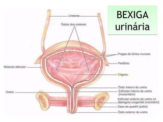 BEXIGA
urinária
BEXIGA
urinária
 