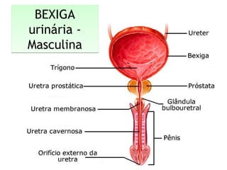 BEXIGA
urinária -
Masculina
BEXIGA
urinária -
Masculina
 