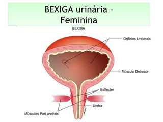 BEXIGA urinária –
Feminina
BEXIGA urinária –
Feminina
 