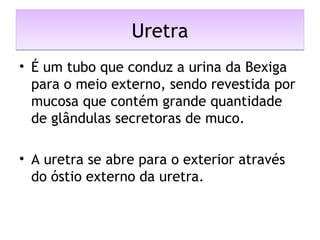 UretraUretra
• É um tubo que conduz a urina da Bexiga
para o meio externo, sendo revestida por
mucosa que contém grande quantidade
de glândulas secretoras de muco.
• A uretra se abre para o exterior através
do óstio externo da uretra.
 