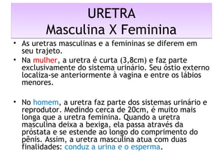 URETRA
Masculina X Feminina
URETRA
Masculina X Feminina
• As uretras masculinas e a femininas se diferem em
seu trajeto.
• Na mulher, a uretra é curta (3,8cm) e faz parte
exclusivamente do sistema urinário. Seu óstio externo
localiza-se anteriormente à vagina e entre os lábios
menores.
• No homem, a uretra faz parte dos sistemas urinário e
reprodutor. Medindo cerca de 20cm, é muito mais
longa que a uretra feminina. Quando a uretra
masculina deixa a bexiga, ela passa através da
próstata e se estende ao longo do comprimento do
pênis. Assim, a uretra masculina atua com duas
finalidades: conduz a urina e o esperma.
 