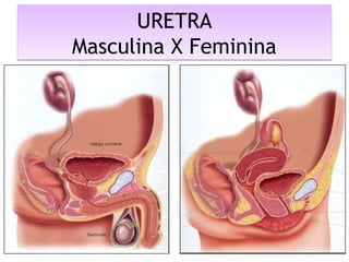 URETRA
Masculina X Feminina
URETRA
Masculina X Feminina
 