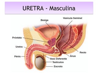 URETRA - MasculinaURETRA - Masculina
 