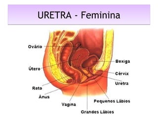 URETRA - FemininaURETRA - Feminina
 