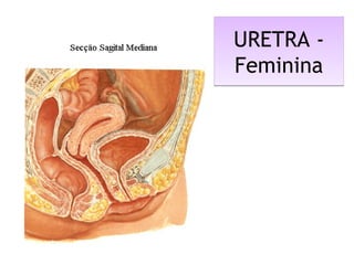 URETRA -
Feminina
URETRA -
Feminina
 