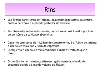RinsRins
• São órgãos pares (grão de feijão), localizados logo acima da cintura,
entre o peritônio e a parede posterior do abdome.
• São chamados retroperiotoneais, por estarem posicionados por trás
do peritônio da cavidade abdominal.
• Cada rim tem cerca de 11,25cm de comprimento, 5 a 7,5cm de largura
e um pouco mais que 2,5cm de espessura.
• O esquerdo é um pouco mais comprido e mais estreito do que o
direito.
• O rim direito normalmente situa-se ligeiramente abaixo do rim
esquerdo devido ao grande volume do fígado.
 