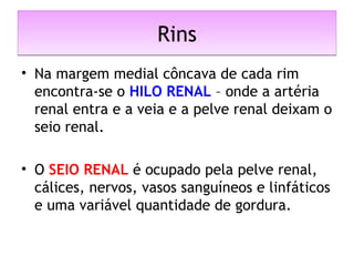 RinsRins
• Na margem medial côncava de cada rim
encontra-se o HILO RENAL – onde a artéria
renal entra e a veia e a pelve renal deixam o
seio renal.
• O SEIO RENAL é ocupado pela pelve renal,
cálices, nervos, vasos sanguíneos e linfáticos
e uma variável quantidade de gordura.
 