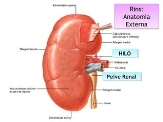Rins:
Anatomia
Externa
Rins:
Anatomia
Externa
HILOHILO
Pelve RenalPelve Renal
 