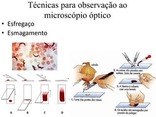 Técnicas para observação ao
microscópio óptico
• Esfregaço
• Esmagamento
 