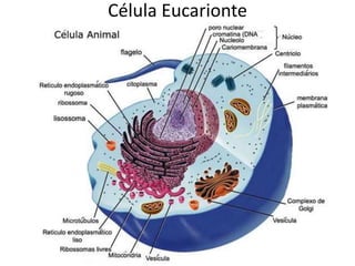 Célula Eucarionte
 