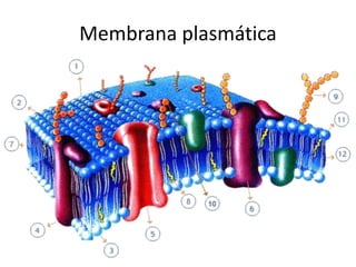 Membrana plasmática
 
