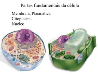 Partes fundamentais da célula
Membrana Plasmática
Citoplasma
Núcleo
 