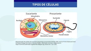 TIPOS DE CÉLULAS
Representação das células de eucariotos (esquerda) e procariontes (direita), 2005. Science Primer (National Center
for Biotechnology Information). Domínio Público. Wikimedia Commons. Disponível em:
https://commons.wikimedia.org/wiki/File:Celltypes.svg. Acesso em: 7 jun. 2021.
 