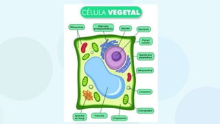 aula 4 CELULA 6 ANO.pptx