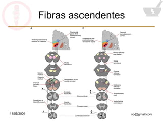 Fibras ascendentes 