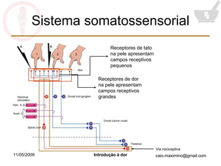 Sistema somatossensorial Receptores de tato na pele apresentam campos receptivos pequenos Receptores de dor na pele apresentam campos receptivos grandes Via nociceptiva 