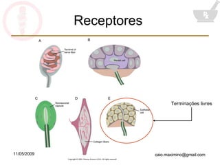 Receptores  Terminações livres 