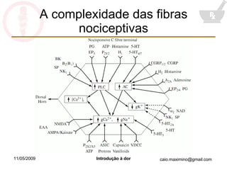 A complexidade das fibras nociceptivas 