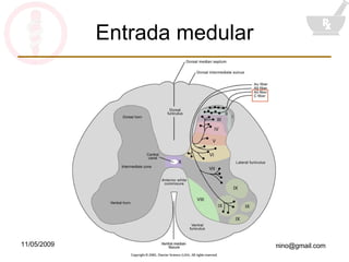 Entrada medular 