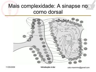 Mais complexidade: A sinapse no corno dorsal 