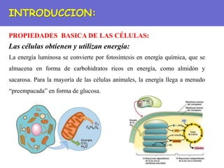 PROPIEDADES BASICA DE LAS CÉLULAS:
INTRODUCCION:
Las células obtienen y utilizan energía:
La energía luminosa se convierte por fotosíntesis en energía química, que se
almacena en forma de carbohidratos ricos en energía, como almidón y
sacarosa. Para la mayoría de las células animales, la energía llega a menudo
“preempacada” en forma de glucosa.
 