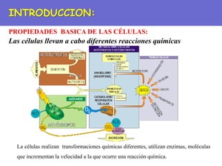 PROPIEDADES BASICA DE LAS CÉLULAS:
INTRODUCCION:
Las células llevan a cabo diferentes reacciones químicas
La células realizan transformaciones químicas diferentes, utilizan enzimas, moléculas
que incrementan la velocidad a la que ocurre una reacción química.
 