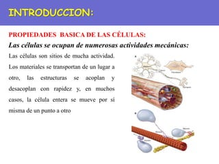 PROPIEDADES BASICA DE LAS CÉLULAS:
INTRODUCCION:
Las células se ocupan de numerosas actividades mecánicas:
Las células son sitios de mucha actividad.
Los materiales se transportan de un lugar a
otro, las estructuras se acoplan y
desacoplan con rapidez y, en muchos
casos, la célula entera se mueve por sí
misma de un punto a otro
 