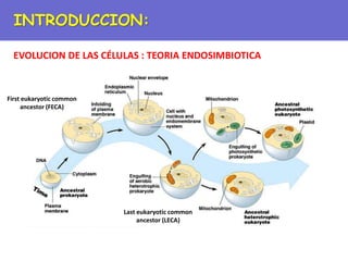 EVOLUCION DE LAS CÉLULAS : TEORIA ENDOSIMBIOTICA
INTRODUCCION:
First eukaryotic common
ancestor (FECA)
Last eukaryotic common
ancestor (LECA)
 