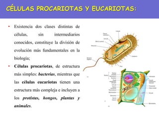 CÉLULAS PROCARIOTAS Y EUCARIOTAS:
• Existencia dos clases distintas de
células, sin intermediarios
conocidos, constituye la división de
evolución más fundamentales en la
biología;
• Células procariotas, de estructura
más simples: bacterias, mientras que
las células eucariotas tienen una
estructura más compleja e incluyen a
los protistas, hongos, plantas y
animales.
 