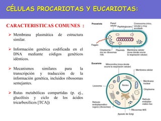 CÉLULAS PROCARIOTAS Y EUCARIOTAS:
CARACTERISTICAS COMUNES :
 Membrana plasmática de estructura
similar.
 Información genética codificada en el
DNA mediante códigos genéticos
idénticos.
 Mecanismos similares para la
transcripción y traducción de la
información genética, incluidos ribosomas
semejantes.
 Rutas metabólicas compartidas (p. ej.,
glucólisis y ciclo de los ácidos
tricarboxílicos [TCA])
 