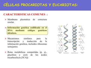 CÉLULAS PROCARIOTAS Y EUCARIOTAS:
CARACTERISTICAS COMUNES :
 Membrana plasmática de estructura
similar.
 Información genética codificada en el
DNA mediante códigos genéticos
idénticos.
 Mecanismos similares para la
transcripción y traducción de la
información genética, incluidos ribosomas
semejantes.
 Rutas metabólicas compartidas (p. ej.,
glucólisis y ciclo de los ácidos
tricarboxílicos [TCA])
 