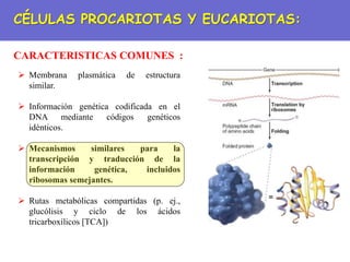 CÉLULAS PROCARIOTAS Y EUCARIOTAS:
CARACTERISTICAS COMUNES :
 Membrana plasmática de estructura
similar.
 Información genética codificada en el
DNA mediante códigos genéticos
idénticos.
 Mecanismos similares para la
transcripción y traducción de la
información genética, incluidos
ribosomas semejantes.
 Rutas metabólicas compartidas (p. ej.,
glucólisis y ciclo de los ácidos
tricarboxílicos [TCA])
 