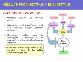 CÉLULAS PROCARIOTAS Y EUCARIOTAS:
CARACTERISTICAS COMUNES :
 Membrana plasmática de estructura
similar.
 Información genética codificada en el
DNA mediante códigos genéticos
idénticos.
 Mecanismos similares para la
transcripción y traducción de la
información genética, incluidos ribosomas
semejantes.
 Rutas metabólicas compartidas (p. ej.,
glucólisis y ciclo de los ácidos
tricarboxílicos [TCA])
 