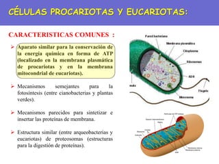 CÉLULAS PROCARIOTAS Y EUCARIOTAS:
CARACTERISTICAS COMUNES :
 Aparato similar para la conservación de
la energía química en forma de ATP
(localizado en la membrana plasmática
de procariotas y en la membrana
mitocondrial de eucariotas).
 Mecanismos semejantes para la
fotosíntesis (entre cianobacterias y plantas
verdes).
 Mecanismos parecidos para sintetizar e
insertar las proteínas de membrana.
 Estructura similar (entre arqueobacterias y
eucariotas) de proteosomas (estructuras
para la digestión de proteínas).
 
