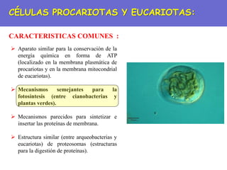 CÉLULAS PROCARIOTAS Y EUCARIOTAS:
CARACTERISTICAS COMUNES :
 Aparato similar para la conservación de la
energía química en forma de ATP
(localizado en la membrana plasmática de
procariotas y en la membrana mitocondrial
de eucariotas).
 Mecanismos semejantes para la
fotosíntesis (entre cianobacterias y
plantas verdes).
 Mecanismos parecidos para sintetizar e
insertar las proteínas de membrana.
 Estructura similar (entre arqueobacterias y
eucariotas) de proteosomas (estructuras
para la digestión de proteínas).
 