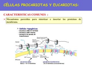CÉLULAS PROCARIOTAS Y EUCARIOTAS:
CARACTERISTICAS COMUNES :
 Mecanismos parecidos para sintetizar e insertar las proteínas de
membrana.
 